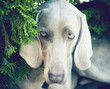 Portrait of a Weimaraner dog looking at camera