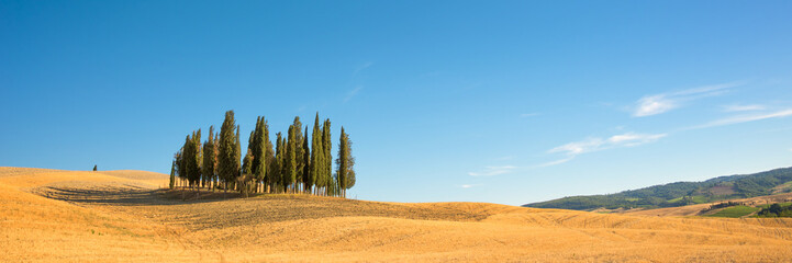 Wall Mural - beautiful typical tuscan panorama with cypress trees in a field in summer, val d'orcia, tuscany, ita