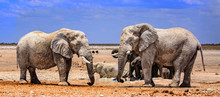 Two Large African Elephants Standing Face To Face In Etosha With A Vibrant Blue Sky