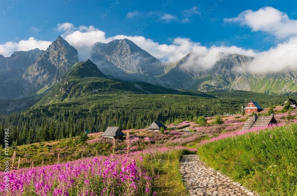 Tatra mountains, Poland landscape, colorful flowers and cottages in Gasienicowa valley (Hala Gasienicowa), summer tourist trail - obrazy, fototapety, plakaty 
