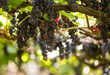  Bunches of Tinta Negra Mole grapes on pergola  in Estreito  de Camara  de Lobos on Madeira. Portugal