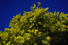 Yellow Flowers And Green Leaves Of A Mimosa Tree (acacia Dealbata) On A Blue Sky 