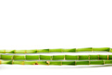 Fototapeta Dziecięca - lucky green bamboo