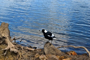 Australian Magpie by the Baroon lake