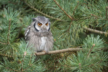 Aufkleber - An alert looking white faced scops owl perched a branch in a tree staring forward with large orange eyes
