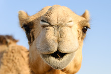 Closeup Of A Camel's Nose And Mouth, Nostrils Closed To Keep Out Sand