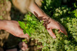 Woman's hands picking fresh herbs in herb garden