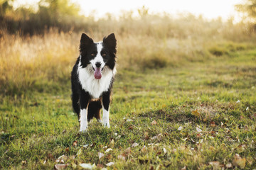 Wall Mural - border collie dog walk in the park 
