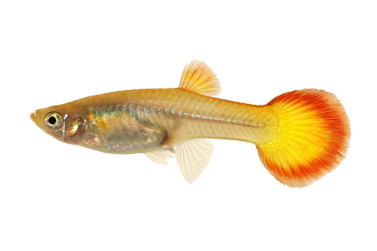 Guppy Poecilia reticulata colorful rainbow tropical aquarium fish 
