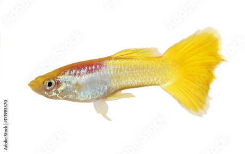 Guppy Poecilia Reticulata Colorful Rainbow Tropical Aquarium Fish