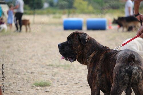 dressage chien 71