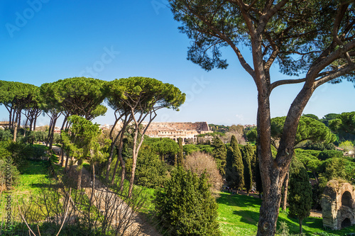 Fotografie, Obraz View of Colosseum from Palatine Hill in Rome, Italy