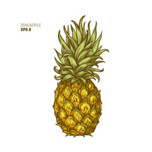 Colored Pineapple Illustration. Vintage Tropical Fruit. Vector Illustration