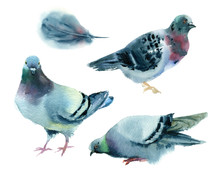 Watercolor Painting. Set Of Pigeons On White Background. 