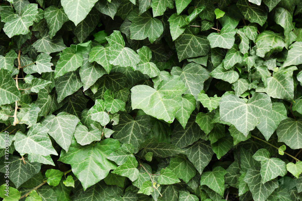 Green leaves, close up