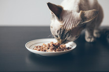 Beautiful Tabby Cat Sitting Next To A Food Plate Placed On The Wooden Floor At Home And Eating Wet Tin Food. Selective Focus Natural Light Photo. Pets Healthy Nutrition Concept.