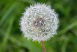 Fototapeta Dmuchawce - dandelion close-up. Dandelion in the center of the picture, beautiful relaxing background.