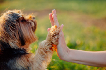 Yorkshire terrier gives paw his owner closeup with human hand