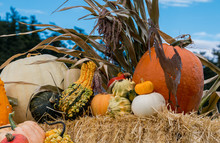 Pumpkin Display Free Stock Photo - Public Domain Pictures