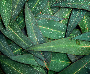 Wall Mural - nature eucalyptus leaves with water rain drop background