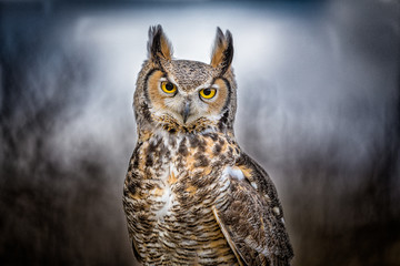 Fototapete - Great Horned Owl closeup