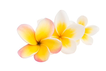 frangipani flower isolated