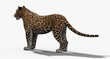 Jaguar (3D)