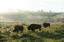 Bison Silhouttes At Dawn