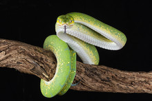 A Green Tree Python Wrapped Around A Branch With Its Tongue Out About To Strike Against A Black Background