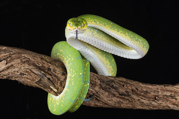 Poster - a green tree python wrapped around a branch with its tongue out about to strike against a black background