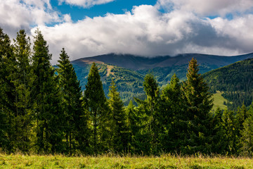 Wall Mural - spruce trees on hillside edge on cloudy day. gorgeous weather in carpathian mountains in autumn