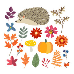 Wall Mural - Set of cute hand-drawn autumn elements. Hedgehog, pumpkin and various flowers, berries and leaves collection. Fall concept. Isolated vector illustrations, objects. Flat design.