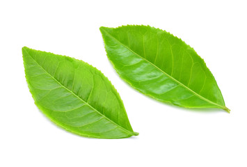 Poster - green tea leaf isolated on white background