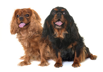 Wall Mural - black and tan cavalier king charles