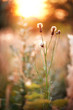 vintage autumn nature wild meadow flowers in sunny field