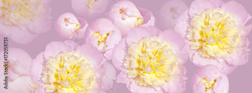 banner pale pink peony flower