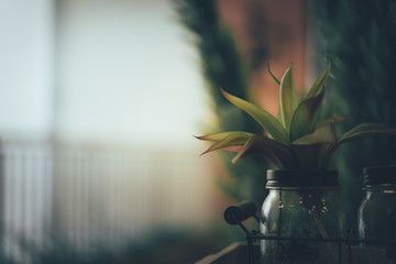 Wall Mural - Small plants in glass bottle decorate in room with sunlight from the window. Concept ecology and nature in the city.