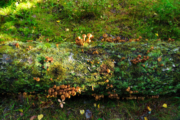 Wall Mural - mushrooms on fallen tree in autumn