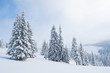 Spruce forest in the snow