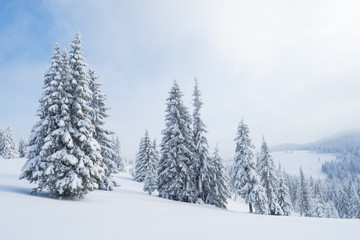 Spruce forest in the snow