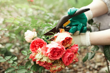 Flower Gardening And Maintenance Concept. Close Up Shot Of Male Hands With Pruning Shears, Working In Garden. Gardener Trimming Off Spray Of Spent Or Dead Rose Flowers Using Secateurs Or Pruners