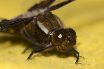 Macro of a Dragon-Fly Face, Eyes