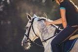Fototapeta Konie - Woman riding a horse on paddock, horsewoman sport wear