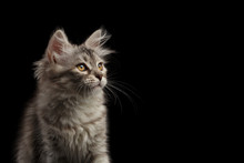 Portrait Of Silver Tabby Siberian Kitten Looking Up On Isolated Black Background, Profile View