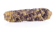 ripe purple corn isolated on white background.