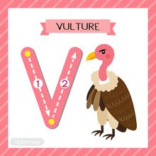 Letter V Uppercase Cute Children Colorful Zoo And Animals ABC Alphabet Tracing Flashcard Of Vulture Bird For Kids Learning English Vocabulary And Handwriting Vector Illustration.