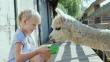 The Girl Is Feeding A Cool Lama On The Farm. Lama Puffs A Long Neck Into The Fence Slot