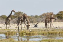 Herd Of Angolan Giraffes, Giraffa Giraffa Angolensis, Standing Near Watering Hole