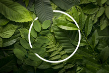 Botanical Leaves Circle Concept Of Wild Jungle Foliage With Empty Space.
