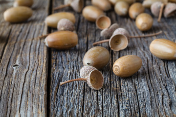 Canvas Print - Oak acorn on rustic table in fall time